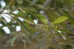 Elaeodendron orientale